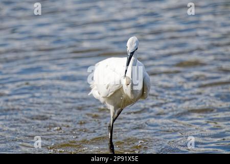 Little Egret fängt Fische in Bill, Rye Mead, Großbritannien Stockfoto