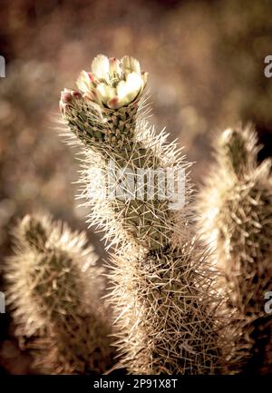 Cholla cactus blüht in der Sonora-Wüste von Arizona. Stockfoto