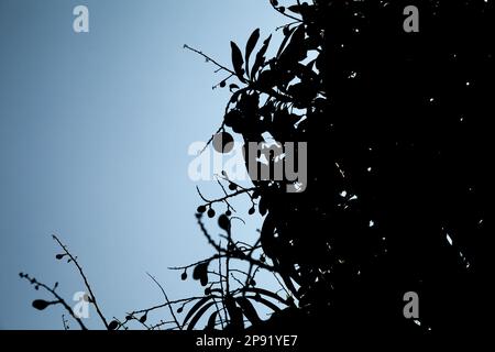 Baum Silhouette Muster abstrakt Hintergrund. Schwarze Blätter und Früchte gegen den blauen Himmel Hintergrund. Tropische pflanze Branchen Übersicht Stockfoto