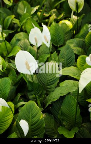 Viele Spathiphyllum weiße Blumen in grünem Laub. Spath Pflanzen in einem Garten gesättigten Hintergrund Stockfoto