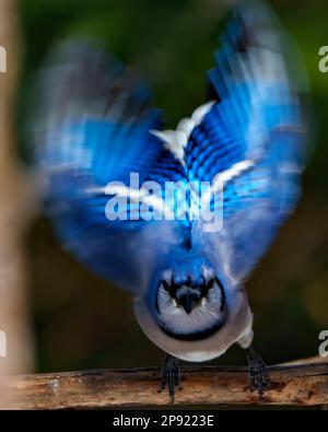 Blue Jay Nahaufnahme des Profils, der auf die Kamera blickt und offene Flügel und blaues Federmuster mit unscharfem Hintergrund zeigt. Stockfoto