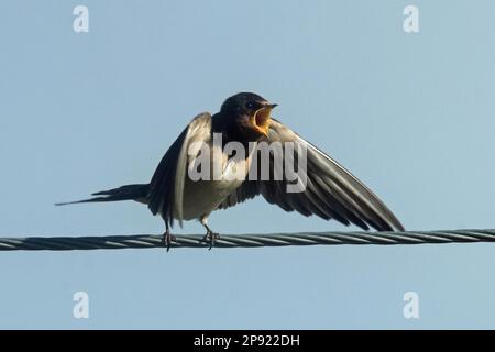 Scheune Swallow Junges Vögelchen mit offenem Schnabel und offenen Flügeln, das auf einem Drahtseil sitzt und von vorne rechts auf den blauen Himmel schaut Stockfoto