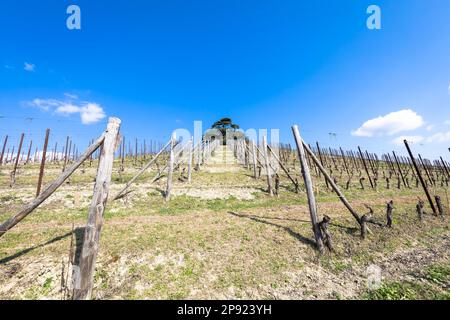 Barolo und Barbaresco in der Region Piemont, Italien. Weinberg mit Traubenanbau für Rotwein Stockfoto