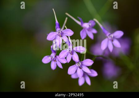 Leuchtende Larkspur-Blumen Nahaufnahme auf verschwommenem Hintergrund. Juni, Sommer. Consolidda regalis. Stockfoto