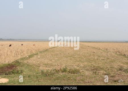 Ein leeres Reisfeld in Tripura Stockfoto