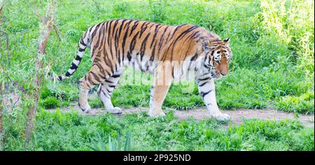 Wütender Tiger in einem Wildtierzoo - einer der größten Fleischfresser der Natur Stockfoto