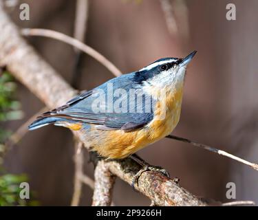 Rotes Nuthatch, hoch oben auf einem Ast mit Blick in den Himmel, mit einem verschwommenen Hintergrund in seiner Umgebung und Umgebung. - Nein. Stockfoto