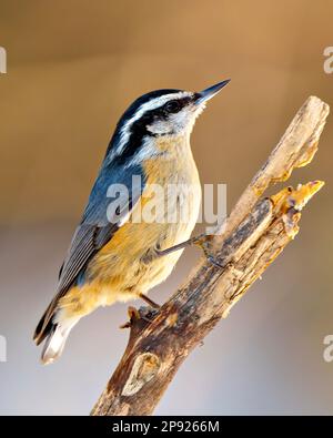 Rotes Nuthatch, hoch oben auf einem Zweig mit Blick in den Himmel, mit braunem Hintergrund in seiner Umgebung und Umgebung. Porträt Mit Nacktmotiv. Stockfoto