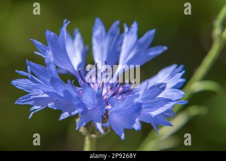 Blue Mountain knapweed eine mehrjährige, krautige Pflanze Stockfoto