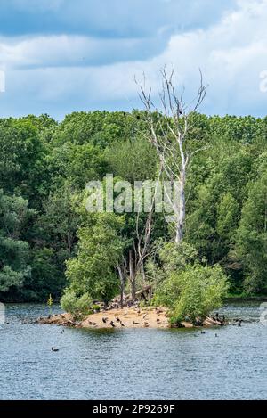 Zuchtkolonie im Naturschutzgebiet Siegaue Stockfoto