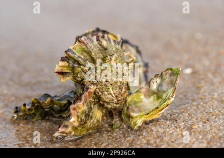 Muscheln liegen am Nordseestrand Stockfoto