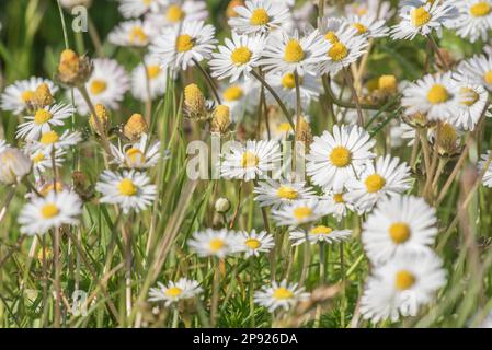 Gänseblümchen auf der Wiese Stockfoto