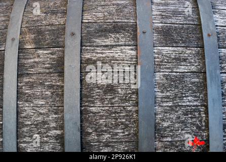 Horizontale Detailansicht eines großen braunen Holzfässers oder Weinfangmulden zur Reifung von rotem Pinot Noir mit einer einzigen hellroten Blume Stockfoto