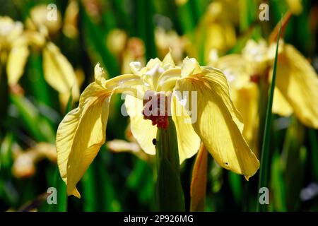 Gelbe Flagge (Iris pseudacorus), Iris im Sumpfgebiet Stockfoto