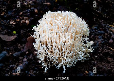 Weißer Korallenpilz, der in der Regenzeit in Thailand auf nassem Boden wächst Stockfoto