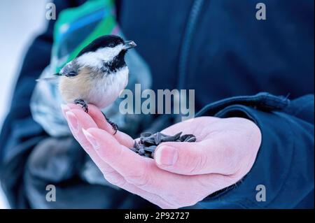 Chickadee mit schwarzem Verschluss (Poecile atricapillus), die auf der Hand eines Mädchens sitzt und Sonnenblumenkerne isst Stockfoto