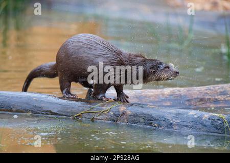 Europäischer Otter (Lutra lutra), ausgewachsen, auf Baumstamm im Wasser schütteln, in Gefangenschaft, Deutschland Stockfoto