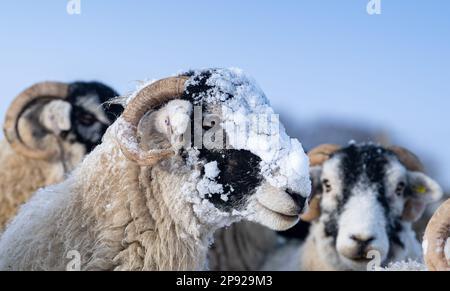 North Yorkshire, Großbritannien. 10. März 2023. Wetter. Swaledale-Schaf zeigt seinen neuen Hut, aus Schnee, der ihn in der Nacht bedeckte. Wensleydale, North Yorkshire, Großbritannien. 10. März 2023. Kredit: Wayne HUTCHINSON/Alamy Live News Stockfoto