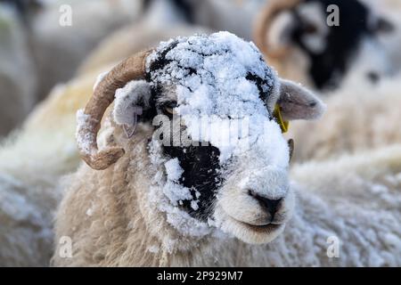 North Yorkshire, Großbritannien. 10. März 2023. Wetter. Swaledale-Schaf zeigt seinen neuen Hut, aus Schnee, der ihn in der Nacht bedeckte. Wensleydale, North Yorkshire, Großbritannien. 10. März 2023. Kredit: Wayne HUTCHINSON/Alamy Live News Stockfoto