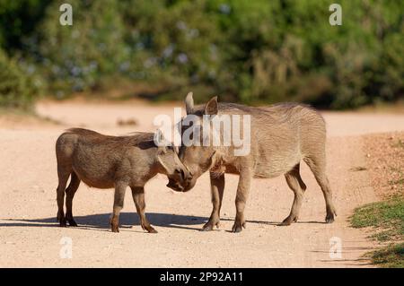 Gemeine Warzenschweine (Phacochoerus africanus), Erwachsener mit jungen, Schnauze bis Schnauze, auf einer unbefestigten Straße, Addo Elephant National Park, Ostkap, Südafrika, A Stockfoto