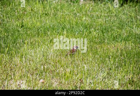 Kleines grünes Gras mit einem kleinen braunen Vogel in der Mitte des Rahmens Stockfoto