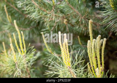 Pinienblumen auf einem Ast in grüner Farbe Stockfoto