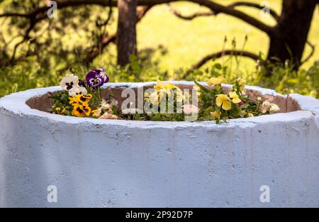Kleine bunte Blumen in einem Betontopf mit verschwommenem Hintergrund Stockfoto