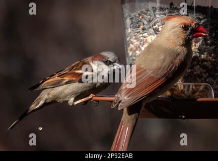 Weiblicher Nordkardinist am Vogelfutterhäuschen Stockfoto