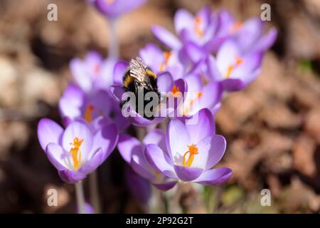 Bummelkönigin auf Crocus Stockfoto