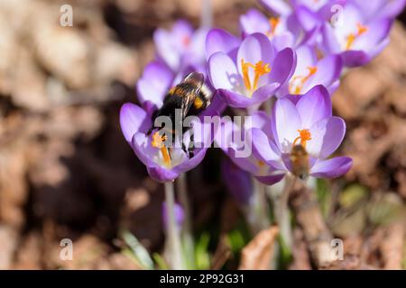 Bummelkönigin auf Crocus Stockfoto