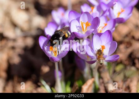 Bummelkönigin auf Crocus Stockfoto