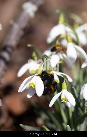 Hummelfütterung auf Schneeglöckchen Stockfoto