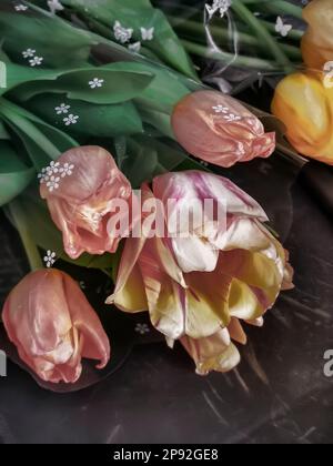 Ein Strauß wunderschöner roter, rosa und gelber Tulpen auf dem Tisch. Nahaufnahme. Blick von oben. Stockfoto