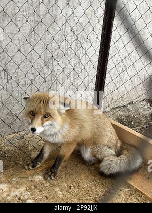 Ein Fuchs in einem Käfig. Ein Hausfuchs sitzt in einem Gehege im Freien. Stockfoto