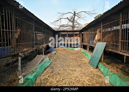 Asan, Südkorea. 08. März 2023. Hunde werden am Dienstag, den 7. März 2023, in Käfigen in einer Hundefleischfarm in Asan, Südkorea, vorgeführt. Die Farm schließt, da der Handel mit Hundefleisch unter den sich ändernden sozialen Einstellungen und gesundheitlichen Bedenken weiter schrumpft. Foto: Thomas Maresca/UPI Credit: UPI/Alamy Live News Stockfoto