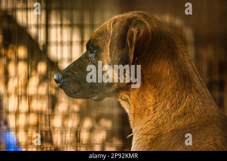 Asan, Südkorea. 08. März 2023. Ein Hund schaut aus einem Käfig auf einer Hundefleischfarm in Asan, Südkorea, am Dienstag, den 7. März 2023. Die Farm schließt, da der Handel mit Hundefleisch unter den sich ändernden sozialen Einstellungen und gesundheitlichen Bedenken weiter schrumpft. Foto: Thomas Maresca/UPI Credit: UPI/Alamy Live News Stockfoto