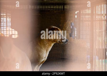 Asan, Südkorea. 08. März 2023. Ein Hund schaut aus einem Käfig auf einer Hundefleischfarm in Asan, Südkorea, am Dienstag, den 7. März 2023. Die Farm schließt, da der Handel mit Hundefleisch unter den sich ändernden sozialen Einstellungen und gesundheitlichen Bedenken weiter schrumpft. Foto: Thomas Maresca/UPI Credit: UPI/Alamy Live News Stockfoto