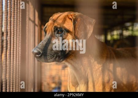 Asan, Südkorea. 08. März 2023. Ein Hund schaut aus einem Käfig auf einer Hundefleischfarm in Asan, Südkorea, am Dienstag, den 7. März 2023. Die Farm schließt, da der Handel mit Hundefleisch unter den sich ändernden sozialen Einstellungen und gesundheitlichen Bedenken weiter schrumpft. Foto: Thomas Maresca/UPI Credit: UPI/Alamy Live News Stockfoto