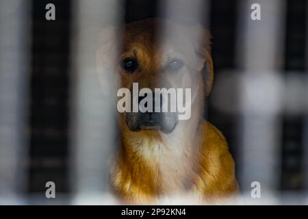 Asan, Südkorea. 08. März 2023. Ein Hund schaut aus einem Käfig auf einer Hundefleischfarm in Asan, Südkorea, am Dienstag, den 7. März 2023. Die Farm schließt, da der Handel mit Hundefleisch unter den sich ändernden sozialen Einstellungen und gesundheitlichen Bedenken weiter schrumpft. Foto: Thomas Maresca/UPI Credit: UPI/Alamy Live News Stockfoto