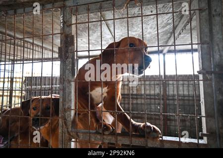 Asan, Südkorea. 08. März 2023. Ein Hund bellt in einem Käfig auf einer Hundefleischfarm in Asan, Südkorea, am Dienstag, den 7. März 2023. Die Farm schließt, da der Handel mit Hundefleisch unter den sich ändernden sozialen Einstellungen und gesundheitlichen Bedenken weiter schrumpft. Foto: Thomas Maresca/UPI Credit: UPI/Alamy Live News Stockfoto