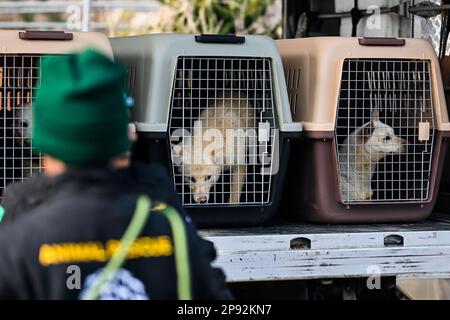 Asan, Südkorea. 08. März 2023. Hunde werden am Dienstag, den 7. März 2023, in Kisten mit Rettungskräften der Humane Society International auf einer Hundefleischfarm in Asan, Südkorea, gesehen. Die Farm schließt, da der Handel mit Hundefleisch unter den sich ändernden sozialen Einstellungen und gesundheitlichen Bedenken weiter schrumpft. Foto: Thomas Maresca/UPI Credit: UPI/Alamy Live News Stockfoto