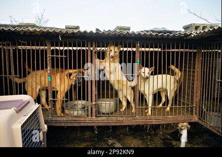 Asan, Südkorea. 08. März 2023. Hunde werden am Dienstag, den 7. März 2023, in Käfigen in einer Hundefleischfarm in Asan, Südkorea, vorgeführt. Die Farm schließt, da der Handel mit Hundefleisch unter den sich ändernden sozialen Einstellungen und gesundheitlichen Bedenken weiter schrumpft. Foto: Thomas Maresca/UPI Credit: UPI/Alamy Live News Stockfoto