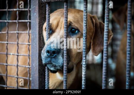 Asan, Südkorea. 08. März 2023. Ein Hund schaut aus einem Käfig auf einer Hundefleischfarm in Asan, Südkorea, am Dienstag, den 7. März 2023. Die Farm schließt, da der Handel mit Hundefleisch unter den sich ändernden sozialen Einstellungen und gesundheitlichen Bedenken weiter schrumpft. Foto: Thomas Maresca/UPI Credit: UPI/Alamy Live News Stockfoto