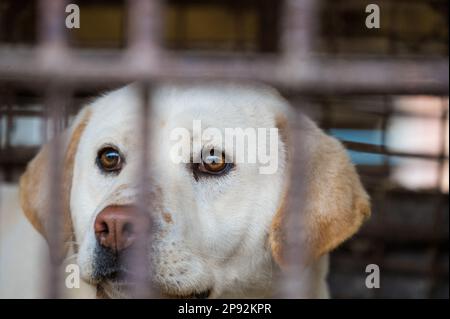 Asan, Südkorea. 08. März 2023. Ein Hund schaut aus einem Käfig auf einer Hundefleischfarm in Asan, Südkorea, am Dienstag, den 7. März 2023. Die Farm schließt, da der Handel mit Hundefleisch unter den sich ändernden sozialen Einstellungen und gesundheitlichen Bedenken weiter schrumpft. Foto: Thomas Maresca/UPI Credit: UPI/Alamy Live News Stockfoto