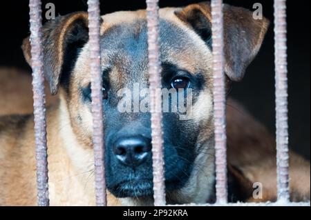 Asan, Südkorea. 08. März 2023. Ein Hund sticht seine Nase aus einem Käfig auf einer Hundefleischfarm in Asan, Südkorea, am Dienstag, den 7. März 2023. Die Farm schließt, da der Handel mit Hundefleisch unter den sich ändernden sozialen Einstellungen und gesundheitlichen Bedenken weiter schrumpft. Foto: Thomas Maresca/UPI Credit: UPI/Alamy Live News Stockfoto