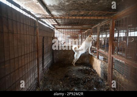 Asan, Südkorea. 08. März 2023. Ein Hund schaut aus einem Käfig auf einer Hundefleischfarm in Asan, Südkorea, am Dienstag, den 7. März 2023. Die Farm schließt, da der Handel mit Hundefleisch unter den sich ändernden sozialen Einstellungen und gesundheitlichen Bedenken weiter schrumpft. Foto: Thomas Maresca/UPI Credit: UPI/Alamy Live News Stockfoto