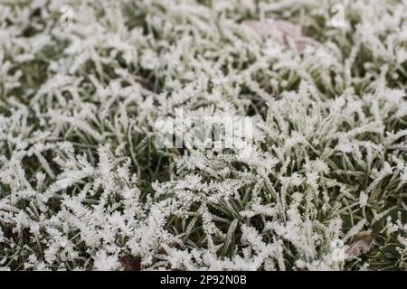 Weiße zerklüftete kristalline Ablagerungen von gefrorenem Wasserdampf, die sich bei klarem Stillwetter bei Temperaturen unter Null C bilden und zu Reifrost führen Stockfoto