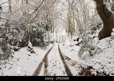 Abseits der ausgetretenen Pfade fahren vierrädrige Pisten auf schneebedeckten Pfaden in abgelegenen Wäldern, schlammige Pisten kontrastieren mit Schneefall Stockfoto