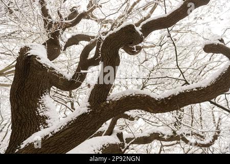 Starker Schneefall auf einer reifen Laubeiche, Quercus robur, fast schwarz-weiße Landschaft Stockfoto