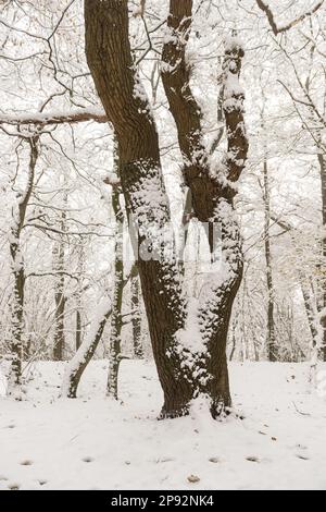 Starker Schneefall auf einer reifen Laubeiche, Quercus robur, fast schwarz-weiße Landschaft Stockfoto